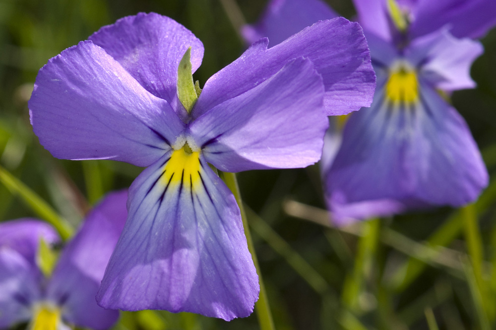 Viola calcarata/Viola con sperone